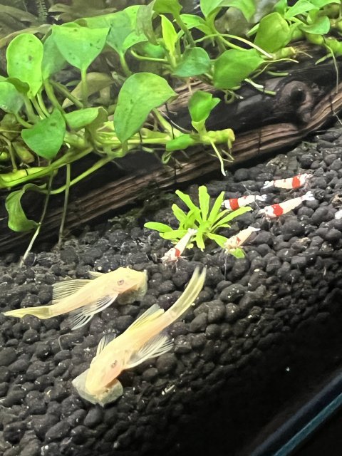 1719427819830.jpeg 1719427819830.jpeg