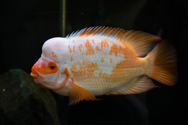DSC_2330.jpg
