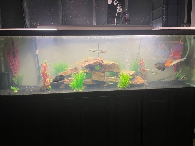 fish tank pic.jpg
