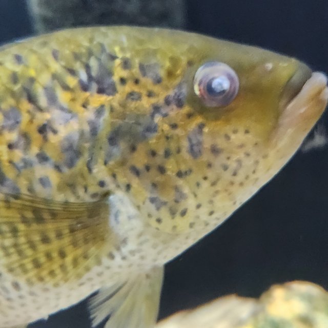 cloudy eye fish 1.jpg cloudy eye fish 1.jpg