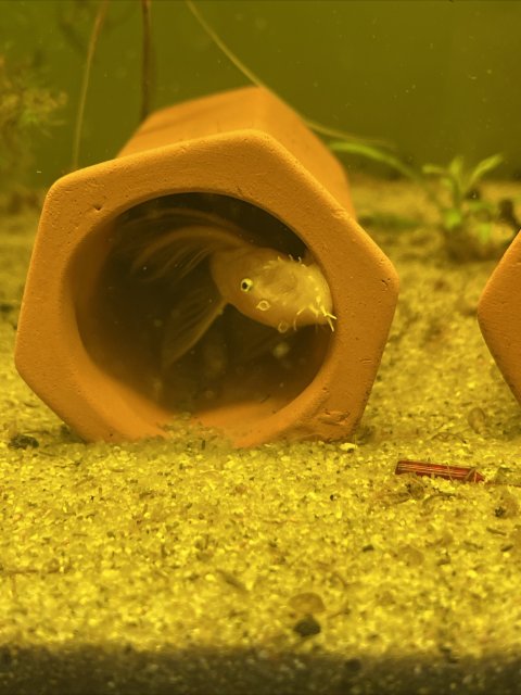 IMG_5820.jpeg IMG_5820.jpeg