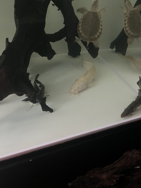 IMG_8254.jpeg