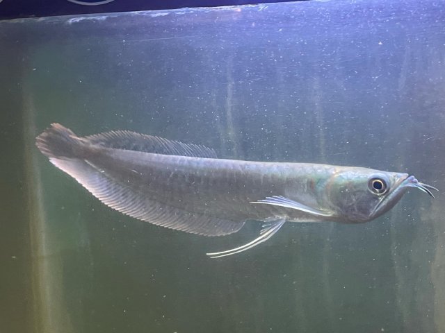 DBBC6665-4D9E-483C-A71D-BA88293E03D1.jpeg DBBC6665-4D9E-483C-A71D-BA88293E03D1.jpeg