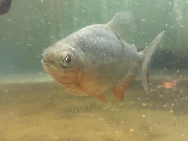 1A44BEA6-41CF-4033-BA2E-69E82805FE0B.jpeg 1A44BEA6-41CF-4033-BA2E-69E82805FE0B.jpeg