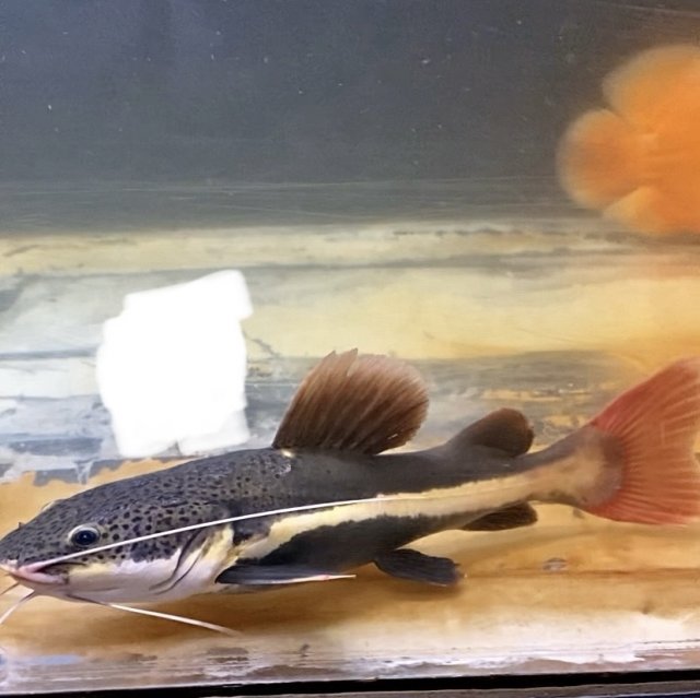 IMG_0522.jpeg IMG_0522.jpeg