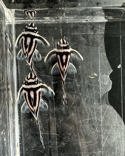 BB491908-999B-477A-AA8C-072662A962D3.jpeg BB491908-999B-477A-AA8C-072662A962D3.jpeg