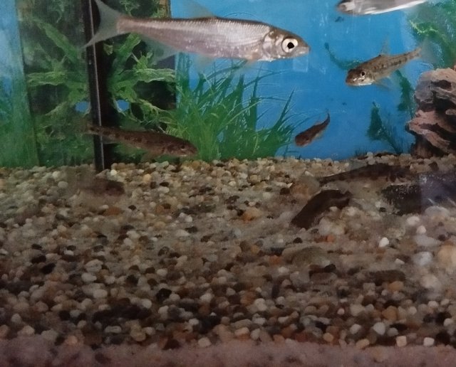 nase and gudgeons.jpg