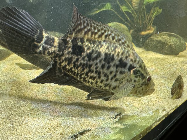 IMG_0976.jpeg