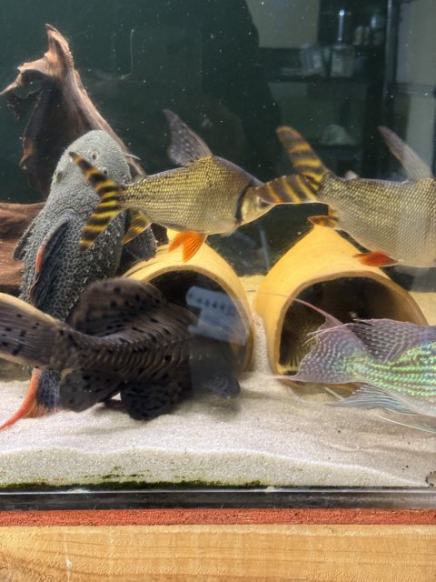 IMG_5157.jpeg IMG_5157.jpeg