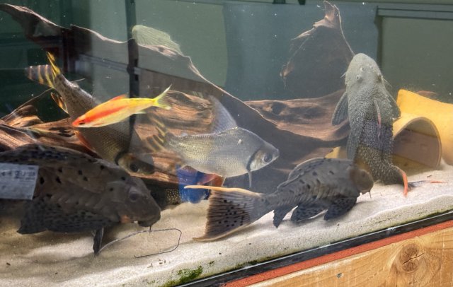 IMG_5155.jpeg IMG_5155.jpeg