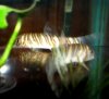 Botia Striata 2.JPG