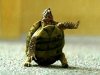 turtlebr2.jpg