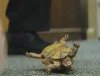 turtle2cr8.jpg