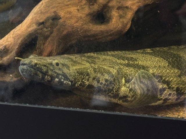 IMG_0047.jpeg IMG_0047.jpeg