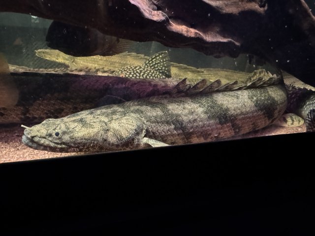 IMG_0050.jpeg IMG_0050.jpeg