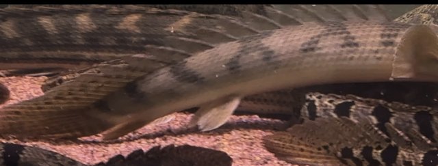 IMG_0425.jpeg IMG_0425.jpeg