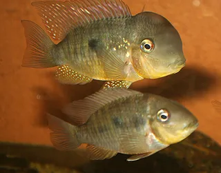 1736002828823.png 1736002828823.png