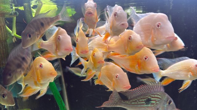 albino1.JPG albino1.JPG