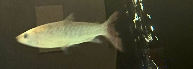 IMG_1374.jpeg IMG_1374.jpeg