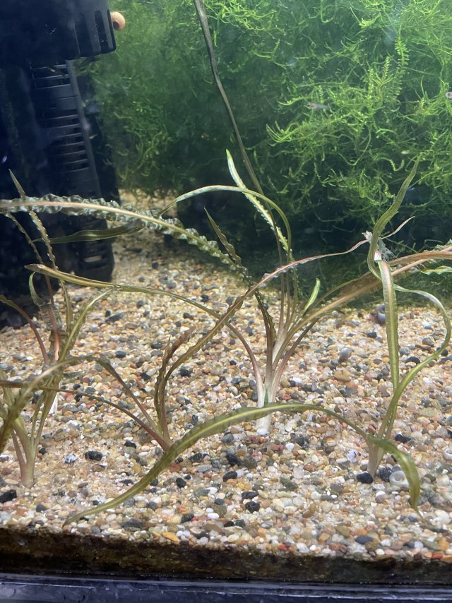 Cryptocoryne sp | MonsterFishKeepers.com