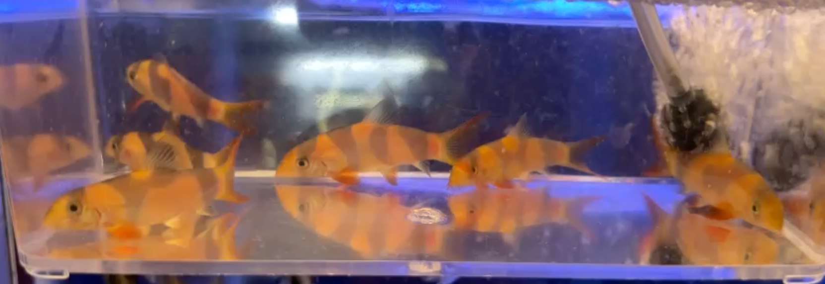 Screenshot 2025-02-01 at 4.38.43 PM.png