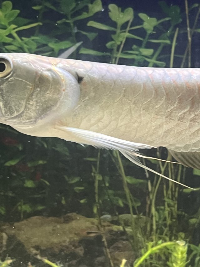 IMG_2482.jpeg IMG_2482.jpeg