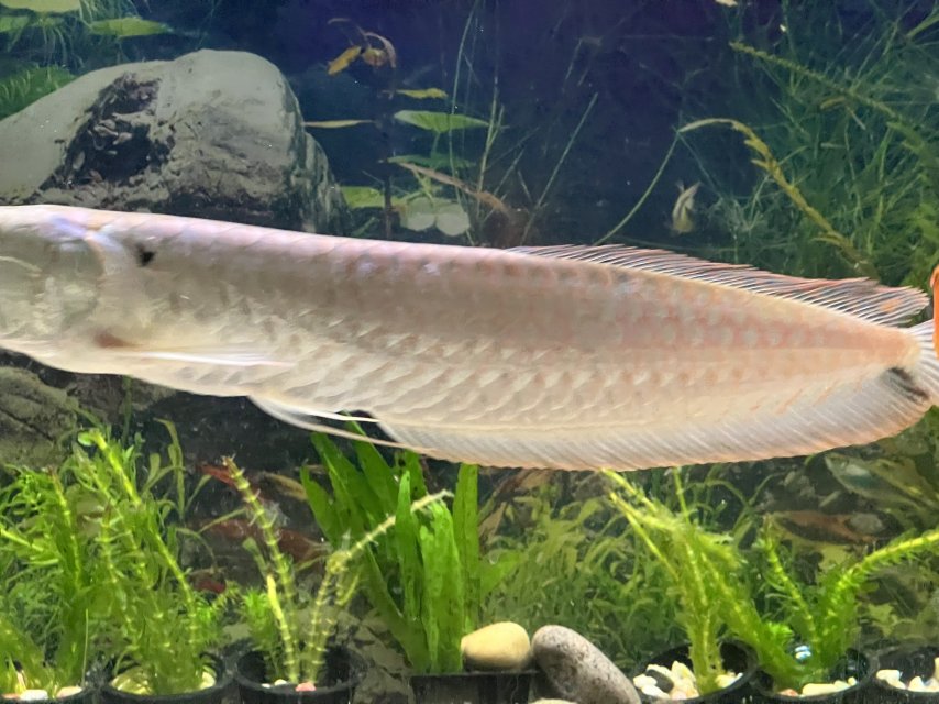 IMG_2485.jpeg IMG_2485.jpeg