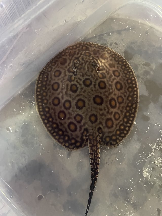 IMG_5286.jpeg IMG_5286.jpeg