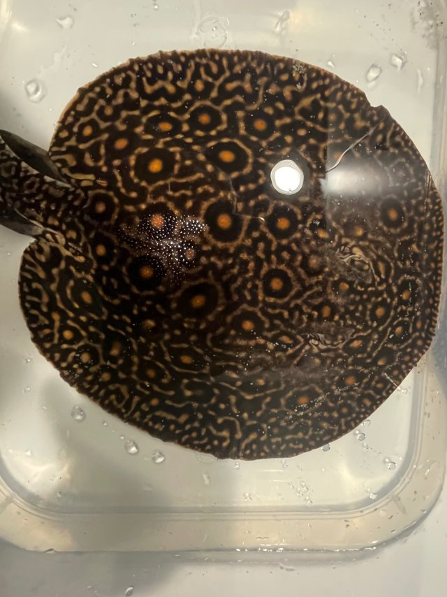 IMG_1593.jpeg IMG_1593.jpeg