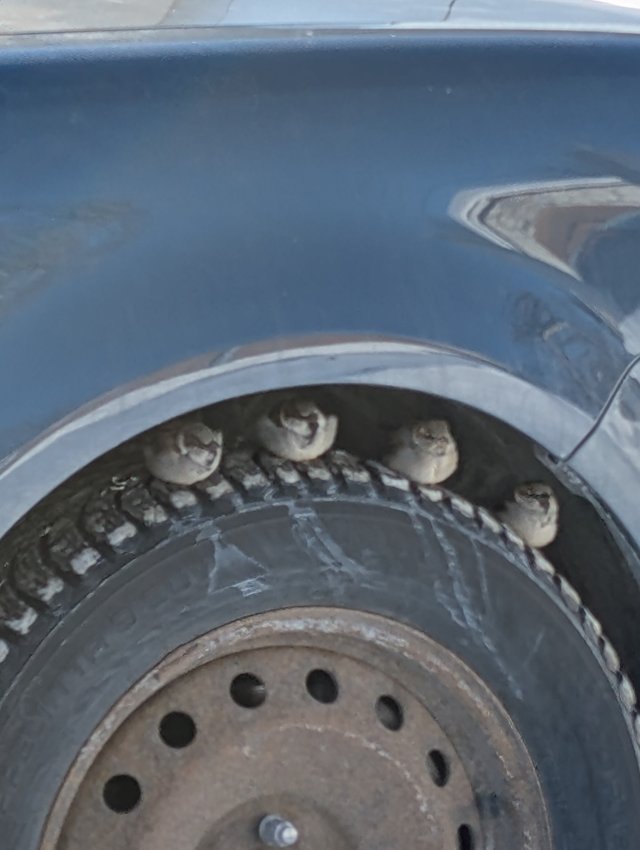 truck sparrows.jpg