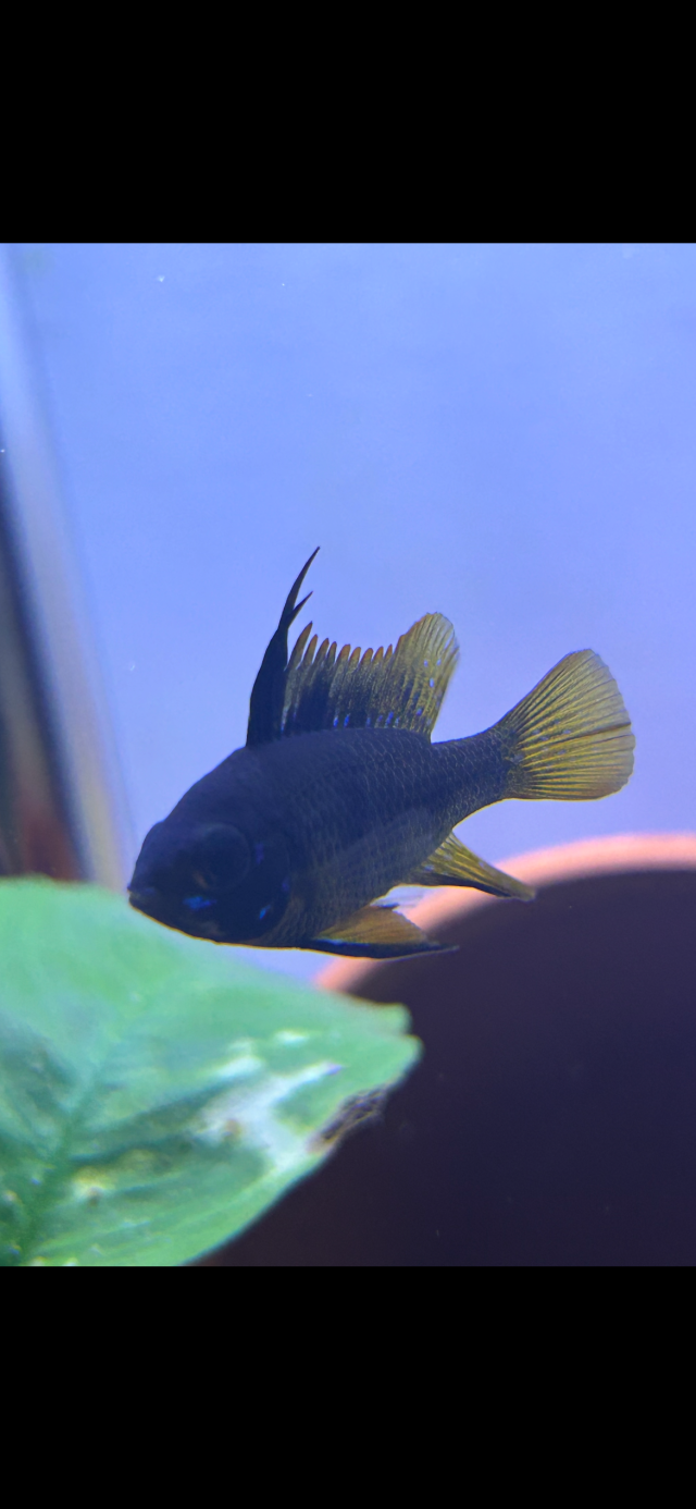 IMG_7684.png IMG_7684.png