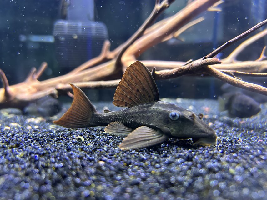 IMG_7648.jpeg IMG_7648.jpeg