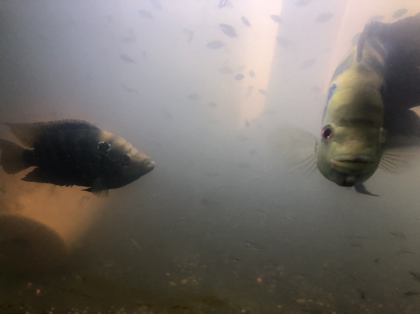 IMG_0412.jpeg IMG_0412.jpeg