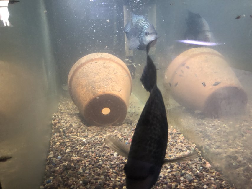 IMG_0417.jpeg IMG_0417.jpeg