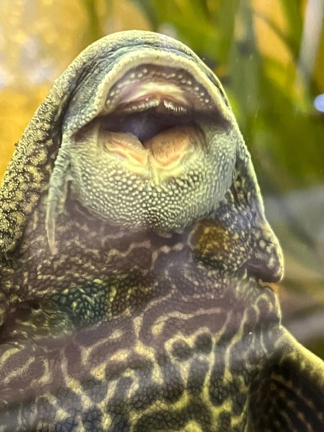 pleco up close.jpg