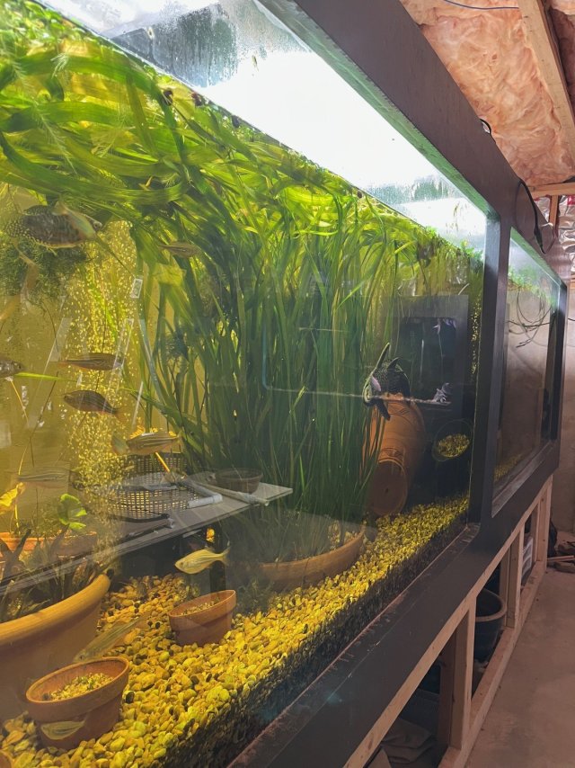 Low nitrates, no algae.jpg