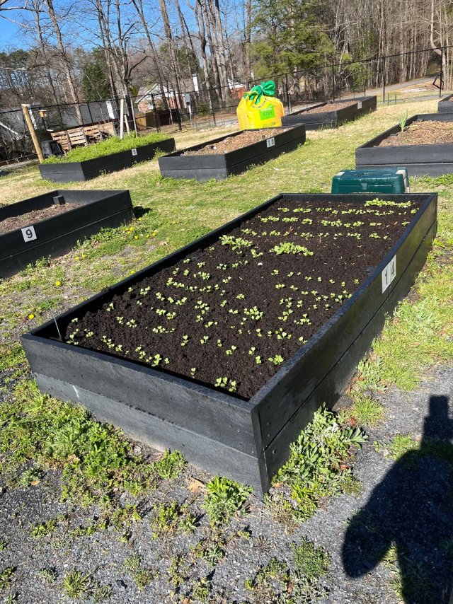 48 x 96, my garden plot.jpg