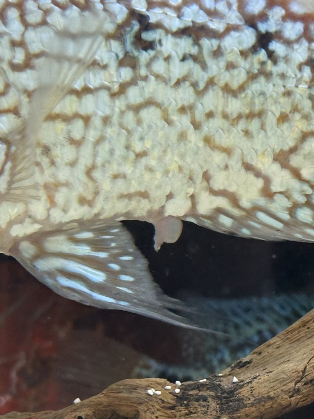 IMG_1064.jpeg IMG_1064.jpeg