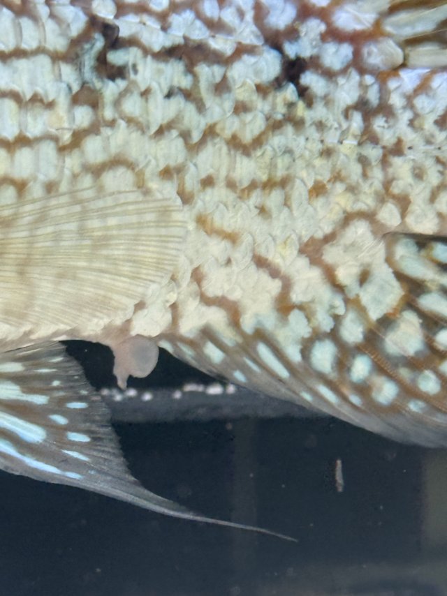 IMG_1060.jpeg IMG_1060.jpeg