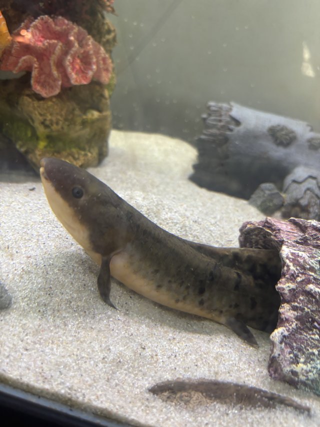 IMG_4485.jpeg IMG_4485.jpeg