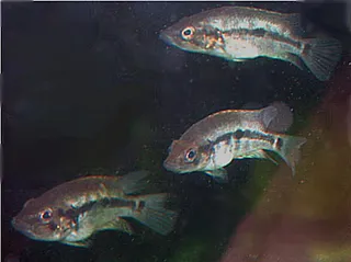 1743085884868.png 1743085884868.png