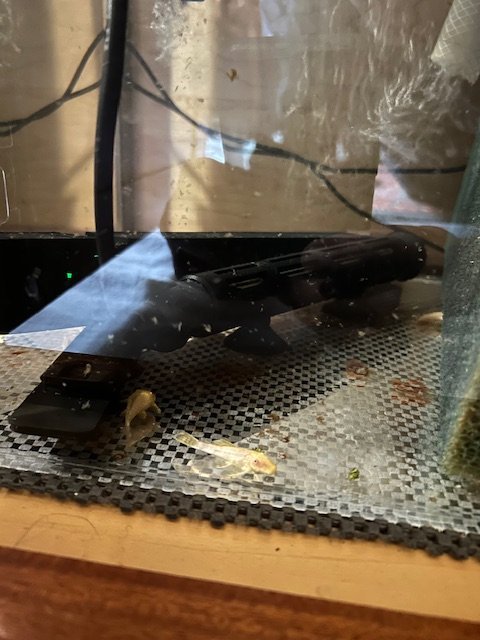 bn pleco 032925.jpeg