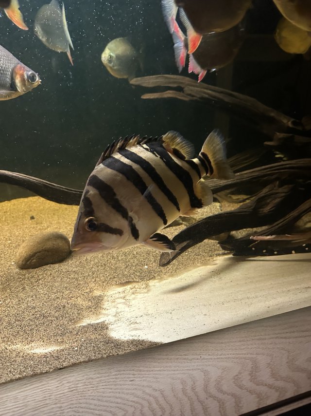 IMG_6156.jpeg IMG_6156.jpeg