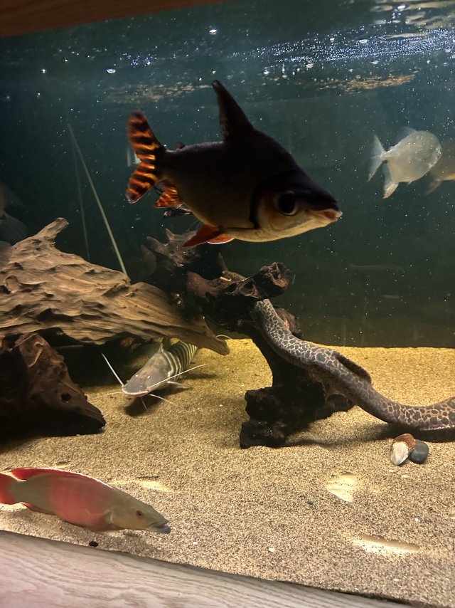 IMG_6155.jpeg IMG_6155.jpeg