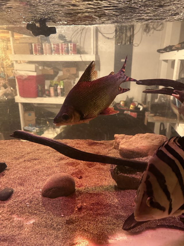 IMG_6153.jpeg IMG_6153.jpeg