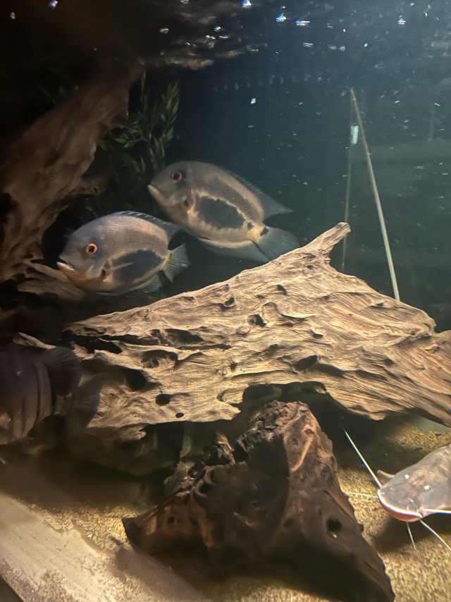 IMG_6159.jpeg IMG_6159.jpeg