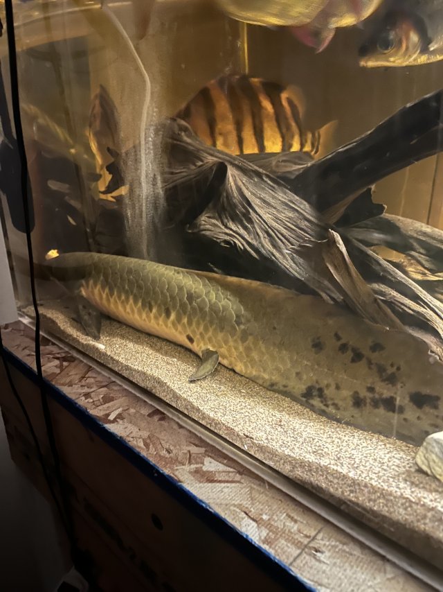 IMG_6161.jpeg IMG_6161.jpeg