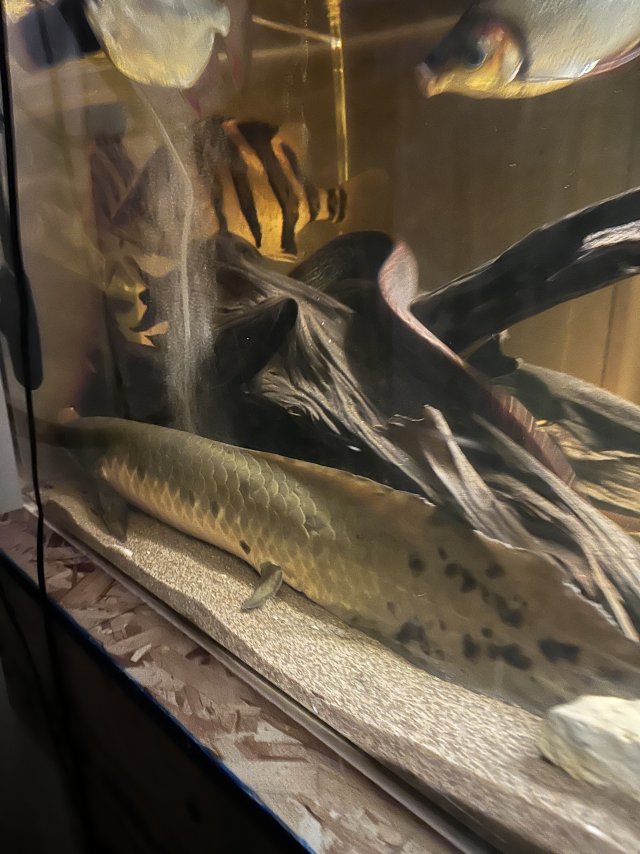 IMG_6162.jpeg IMG_6162.jpeg