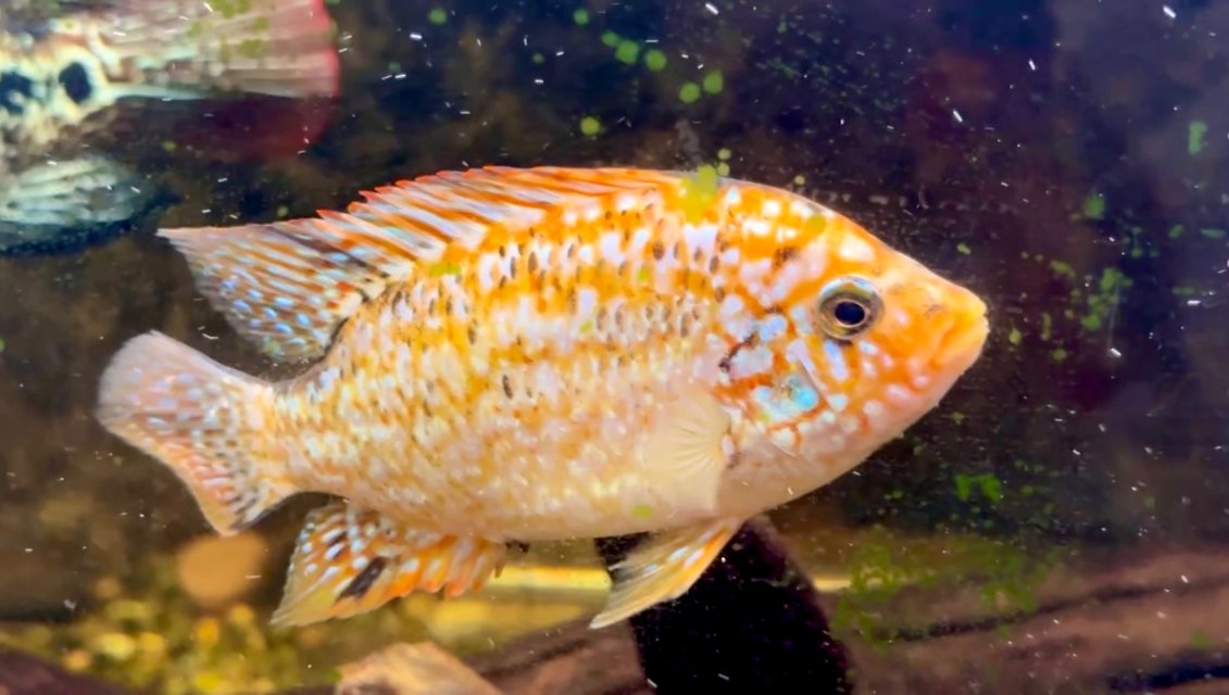 IMG_3244.jpeg IMG_3244.jpeg