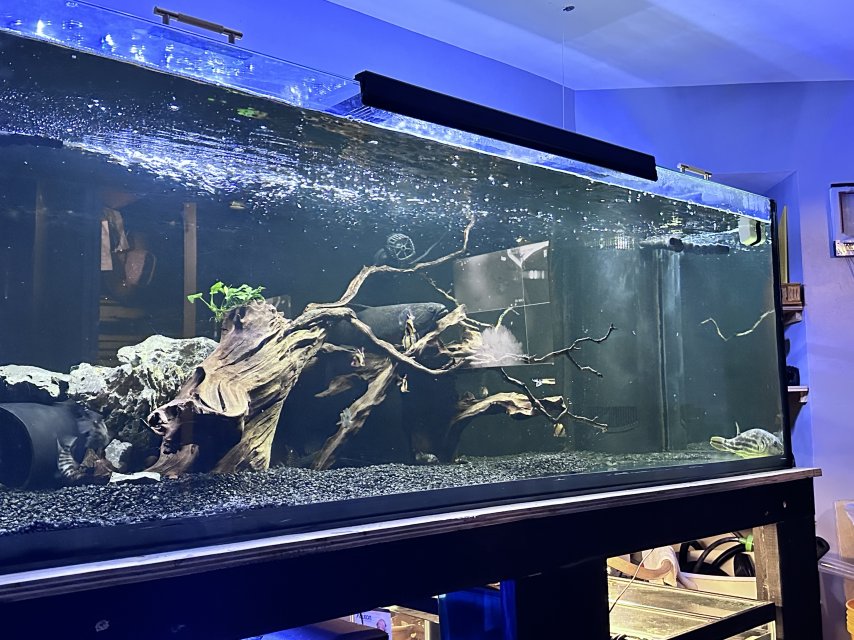 IMG_1498.jpeg IMG_1498.jpeg